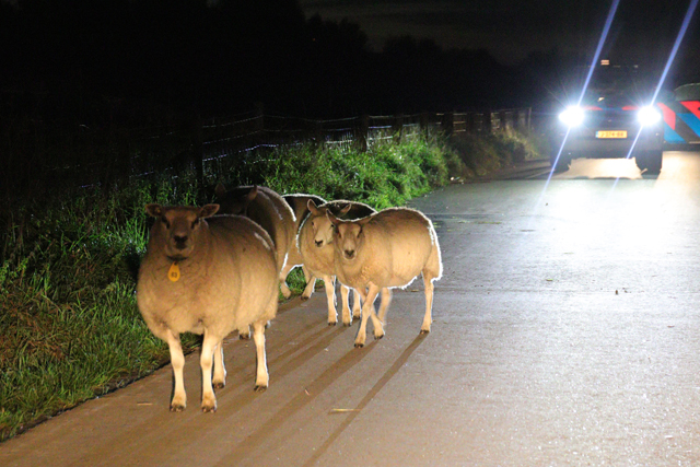 112 persfotograaf redt samen met politie loslopende schapen aan de Zomerdijk Waalwijk