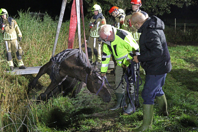Paard belandt opnieuw in sloot aan het Westeinde Waalwijk