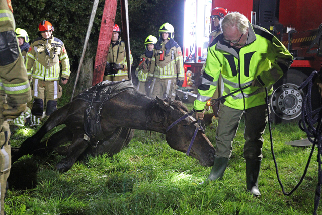 Paard belandt opnieuw in sloot aan het Westeinde Waalwijk