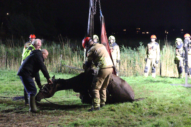 Paard belandt opnieuw in sloot aan het Westeinde Waalwijk