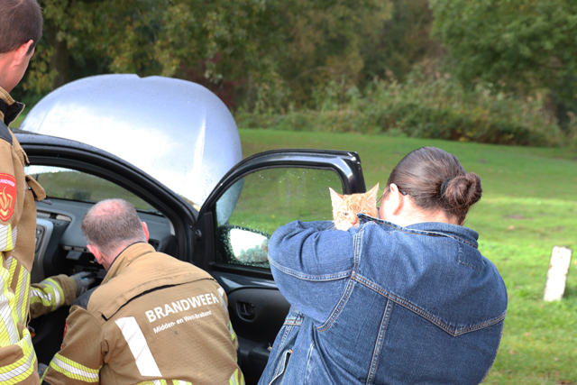 Kitten vast achter dashboard van auto aan de Vijverlaan Waalwijk