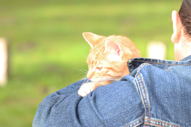 Kitten vast achter dashboard van auto aan de Vijverlaan Waalwijk