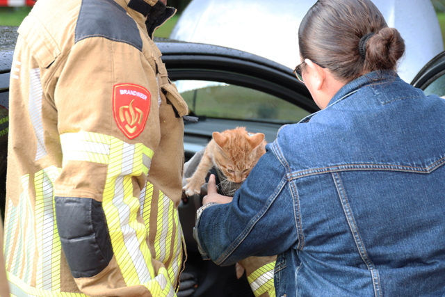 Kitten vast achter dashboard van auto aan de Vijverlaan Waalwijk