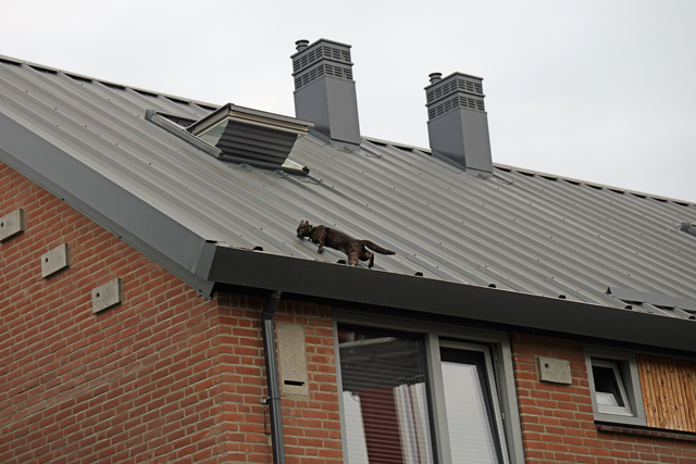 Brandweer haalt kat van dak met hoogwerker aan de Edouard Lalostraat Waalwijk