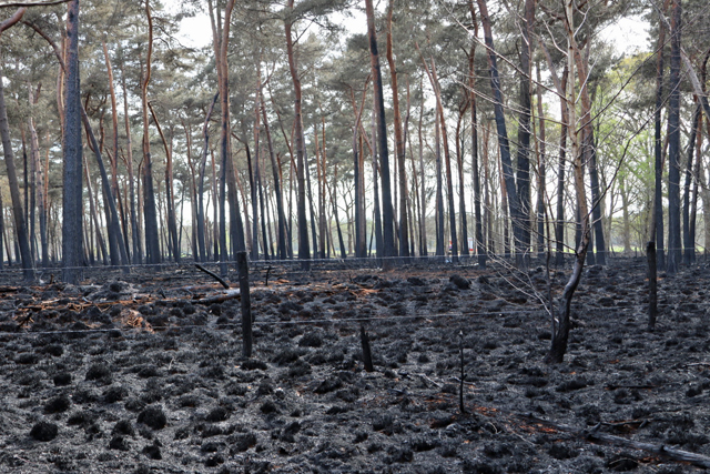 Brandweer blust hotspots na zeer grote bosbrand in Loonse en Drunense Duinen
