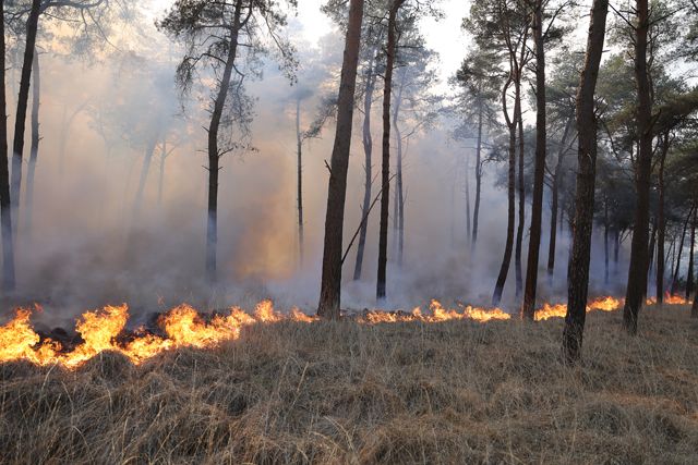Zeer grote brand in bossen Loonse en Drunense Duinen Waalwijk - Drunen