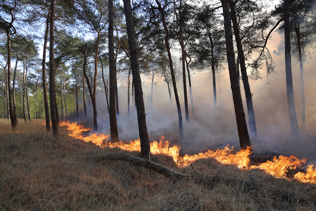 Zeer grote brand in bossen Loonse en Drunense Duinen Waalwijk - Drunen