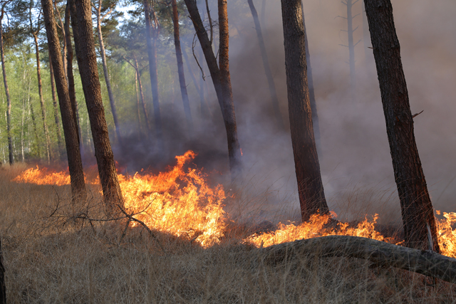 Zeer grote brand in bossen Loonse en Drunense Duinen Waalwijk - Drunen