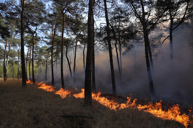 Zeer grote brand in bossen Loonse en Drunense Duinen Waalwijk - Drunen