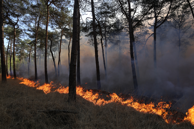 Zeer grote brand in bossen Loonse en Drunense Duinen Waalwijk - Drunen