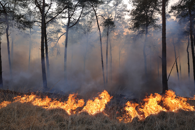 Zeer grote brand in bossen Loonse en Drunense Duinen Waalwijk - Drunen