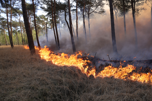 Zeer grote brand in bossen Loonse en Drunense Duinen Waalwijk - Drunen