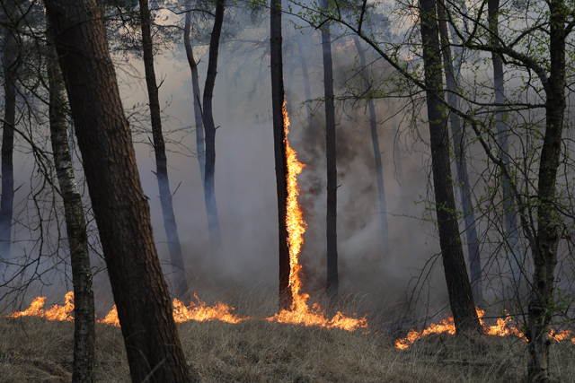Zeer grote brand in bossen Loonse en Drunense Duinen Waalwijk - Drunen