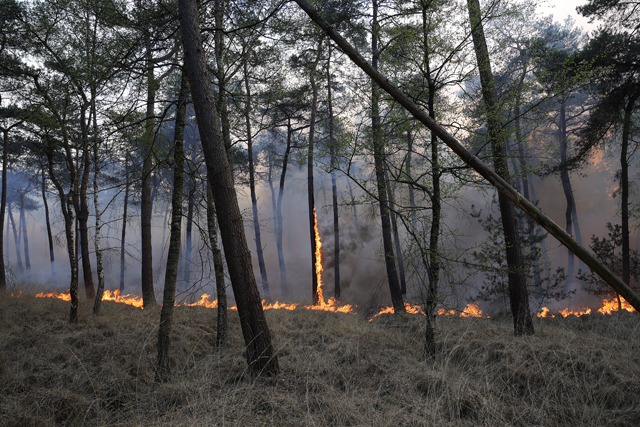 Zeer grote brand in bossen Loonse en Drunense Duinen Waalwijk - Drunen