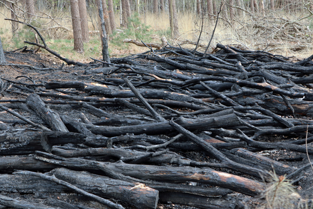 Brandweer blust hotspots na zeer grote bosbrand in Loonse en Drunense Duinen