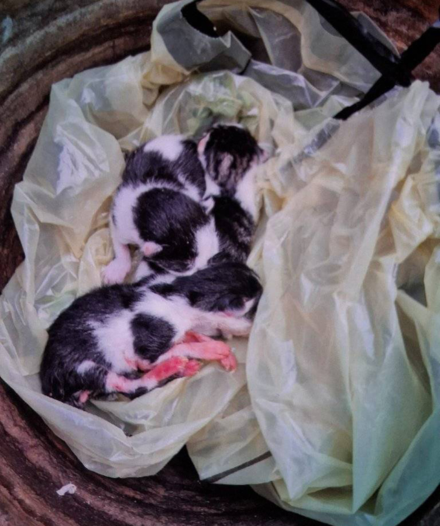 Drie kittens aangetroffen in Waalwijkse wijk Besoyen
