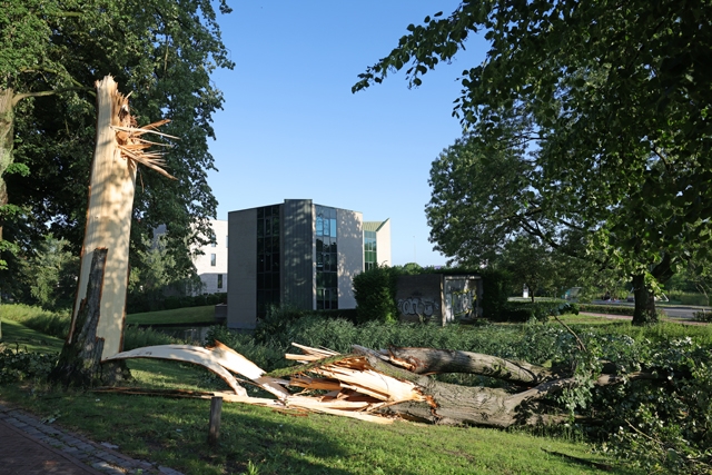 Zomerstorm richt ravage aan in Waalwijk: Blyde Incomstelaan afgesloten wegens gevaarlijke takken