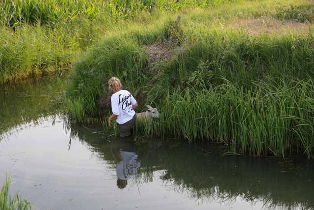 Brandweer schiet te hulp na dappere reddingspoging van wandelaarster voor schaap in sloot