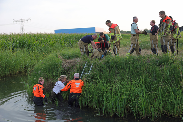 Brandweer schiet te hulp na dappere reddingspoging van wandelaarster voor schaap in sloot