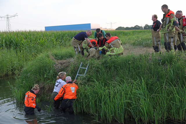 Brandweer schiet te hulp na dappere reddingspoging van wandelaarster voor schaap in sloot
