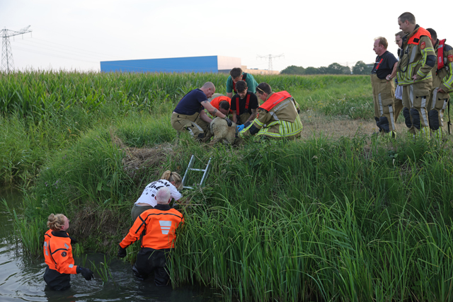 Brandweer schiet te hulp na dappere reddingspoging van wandelaarster voor schaap in sloot
