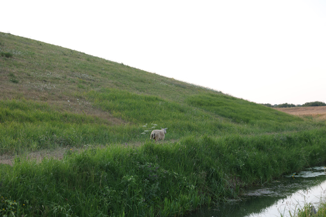 Brandweer schiet te hulp na dappere reddingspoging van wandelaarster voor schaap in sloot