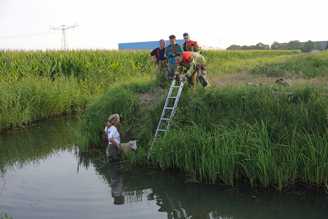 Brandweer schiet te hulp na dappere reddingspoging van wandelaarster voor schaap in sloot