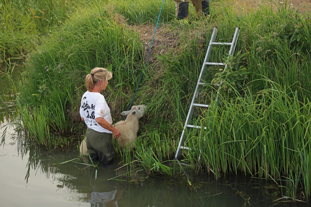 Brandweer schiet te hulp na dappere reddingspoging van wandelaarster voor schaap in sloot