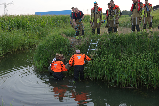Brandweer schiet te hulp na dappere reddingspoging van wandelaarster voor schaap in sloot
