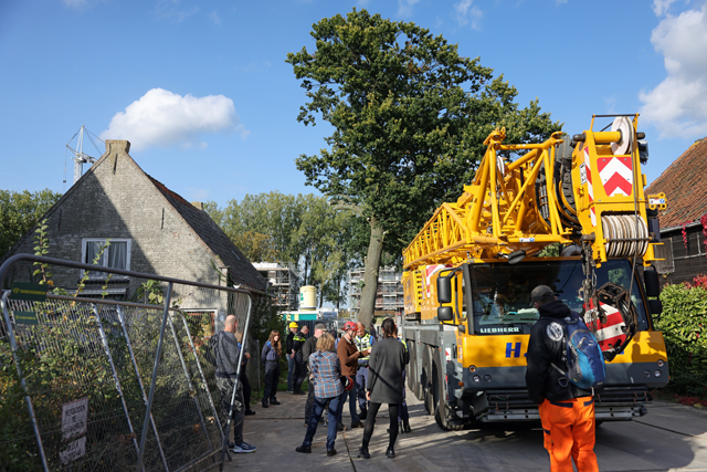 Gerechtelijke storm barst los: Kap van historische zomereik op het laatste moment halt toegeroepen